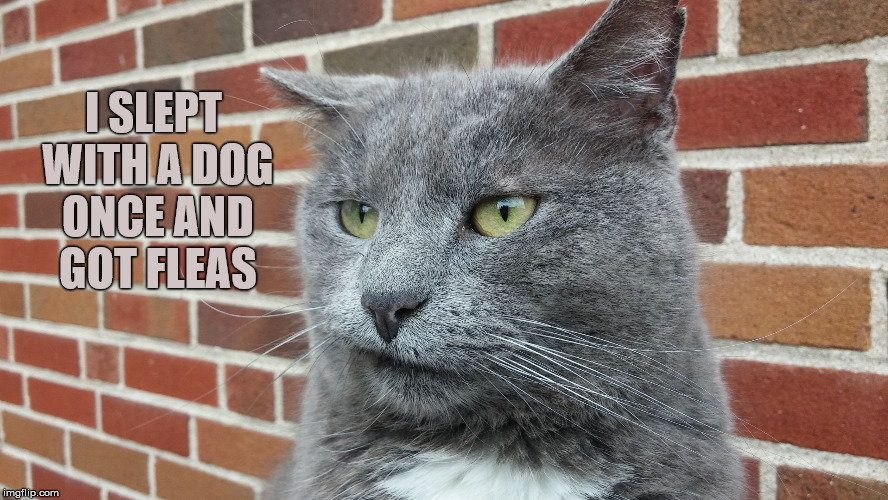Evil Cat | I SLEPT WITH A DOG ONCE AND GOT FLEAS | image tagged in evil cat | made w/ Imgflip meme maker
