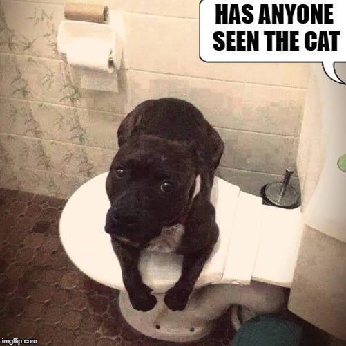 missing cat | HAS ANYONE SEEN THE CAT | image tagged in dog,cat,toilet,funny | made w/ Imgflip meme maker