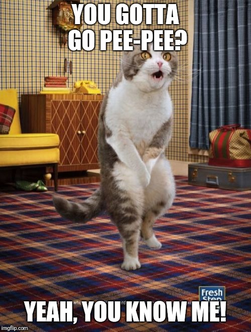 Gotta Go Cat |  YOU GOTTA GO PEE-PEE? YEAH, YOU KNOW ME! | image tagged in memes,gotta go cat | made w/ Imgflip meme maker