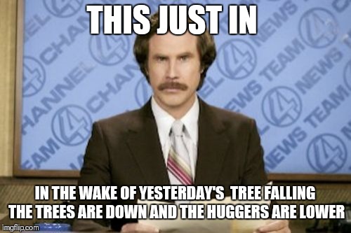 In the wake of yesterday's tree falling | THIS JUST IN; IN THE WAKE OF YESTERDAY'S  TREE FALLING THE TREES ARE DOWN AND THE HUGGERS ARE LOWER | image tagged in memes,ron burgundy | made w/ Imgflip meme maker