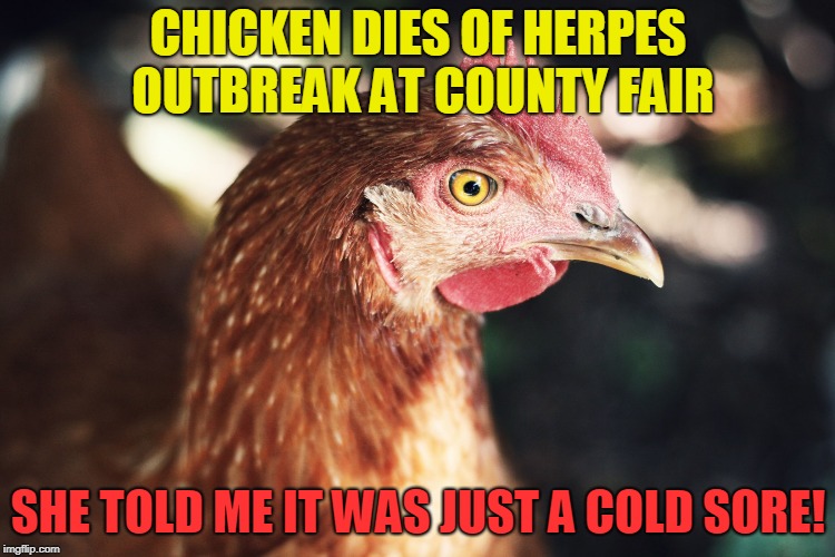 CHICKEN DIES OF HERPES OUTBREAK AT COUNTY FAIR; SHE TOLD ME IT WAS JUST A COLD SORE! | image tagged in chicken | made w/ Imgflip meme maker