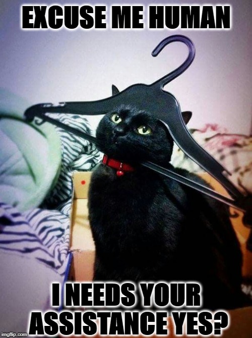 EXCUSE ME HUMAN; I NEEDS YOUR ASSISTANCE YES? | image tagged in idiot cat | made w/ Imgflip meme maker