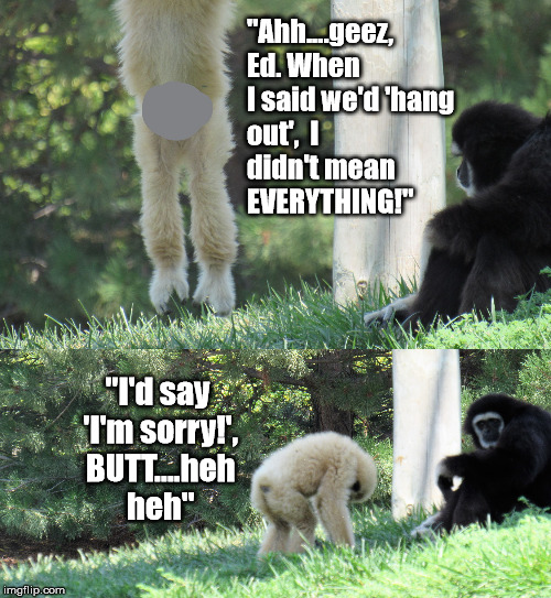 Ed lets it all hang out, BUTT... | "Ahh....geez,  Ed. When I said we'd 'hang out',  I didn't mean
     EVERYTHING!"; "I'd say 'I'm sorry!', BUTT....heh heh" | image tagged in butt,funny animals,puns,memes,monkeys | made w/ Imgflip meme maker