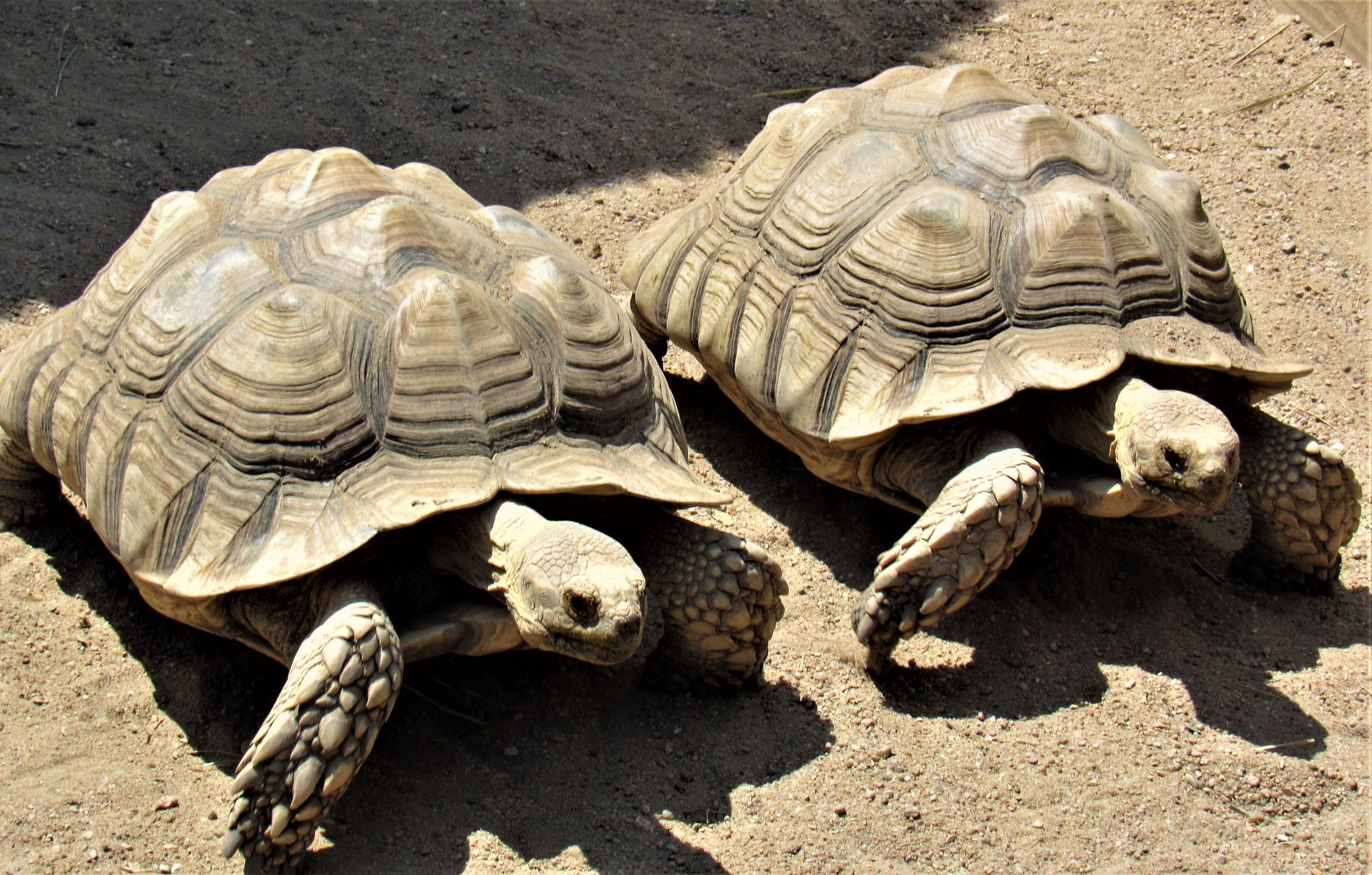 Two tortoises Blank Meme Template
