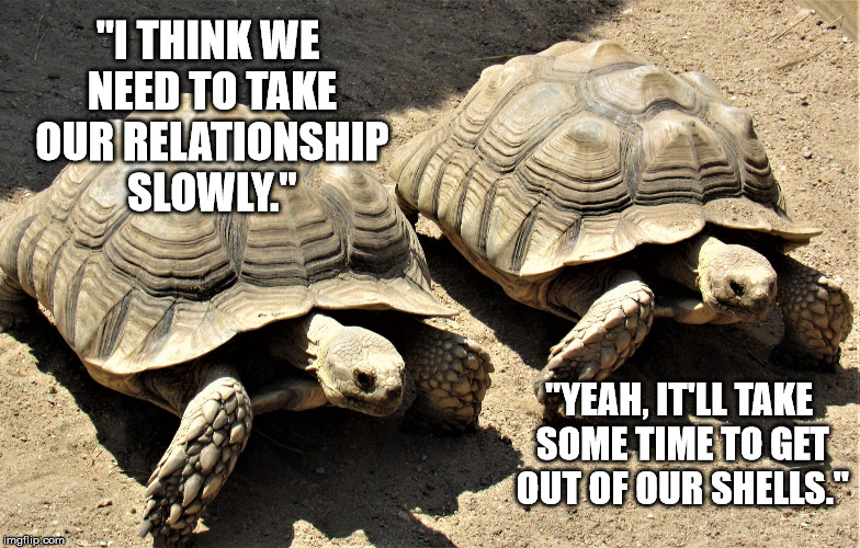 Tortoise love | "I THINK WE NEED TO TAKE OUR RELATIONSHIP SLOWLY."; "YEAH, IT'LL TAKE SOME TIME TO GET OUT OF OUR SHELLS." | image tagged in two tortoises,memes,animal,love,relationship,puns | made w/ Imgflip meme maker