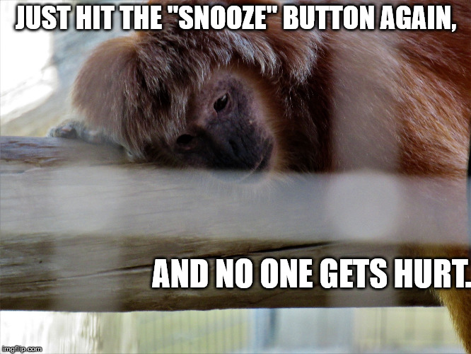 Snooze monkey | JUST HIT THE "SNOOZE" BUTTON AGAIN, AND NO ONE GETS HURT. | image tagged in snooze monkey,monkey,sleep,meme,funny animals | made w/ Imgflip meme maker