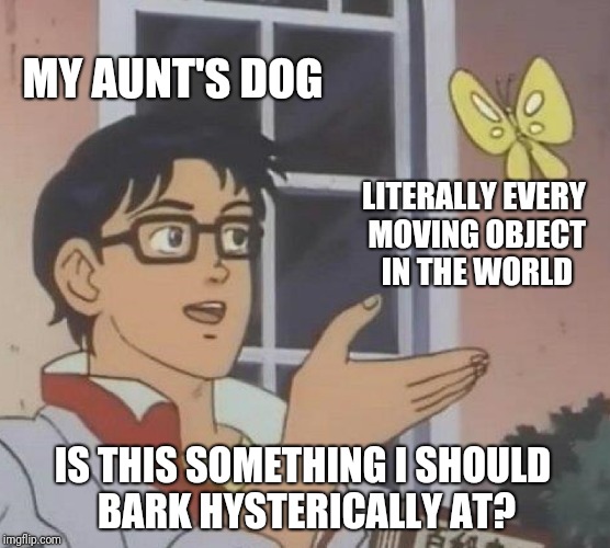 Is This A Pigeon Meme |  MY AUNT'S DOG; LITERALLY EVERY MOVING OBJECT IN THE WORLD; IS THIS SOMETHING I SHOULD BARK HYSTERICALLY AT? | image tagged in memes,is this a pigeon | made w/ Imgflip meme maker