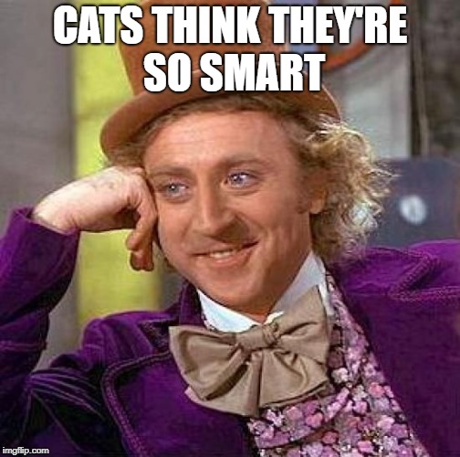 Creepy Condescending Wonka Meme | CATS THINK THEY'RE SO SMART | image tagged in memes,creepy condescending wonka | made w/ Imgflip meme maker