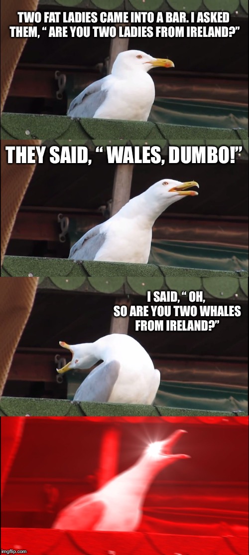 Inhaling Seagull | TWO FAT LADIES CAME INTO A BAR. I ASKED THEM, “ ARE YOU TWO LADIES FROM IRELAND?”; THEY SAID, “ WALES, DUMBO!”; I SAID, “ OH, SO ARE YOU TWO WHALES FROM IRELAND?” | image tagged in memes,inhaling seagull | made w/ Imgflip meme maker
