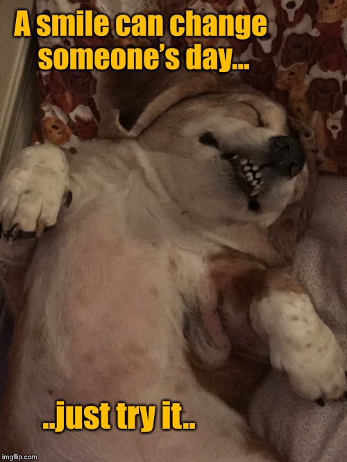 Smile and make someone’s day  | A smile can change someone’s day... ..just try it.. | image tagged in smiling dog,inspiration | made w/ Imgflip meme maker