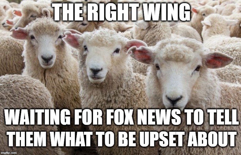 Fox News Sheeple | THE RIGHT WING; WAITING FOR FOX NEWS TO TELL; THEM WHAT TO BE UPSET ABOUT | image tagged in sheep,fox news,right wing,conservative,sheeple | made w/ Imgflip meme maker