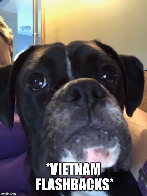 My dog after the big one at Daytona (NASCAR) becomes traumatized, and looks like he’s having a Vietnam flashback. | *VIETNAM FLASHBACKS* | image tagged in memes,dogs,vietnam | made w/ Imgflip meme maker