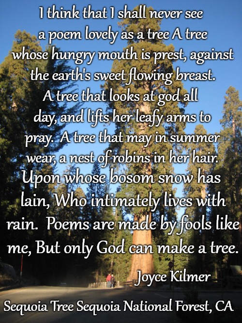 Poem By Joyce Kilmer - Trees. Set in Sequoia National Forest | I think that I shall never see a poem lovely as a tree A tree whose hungry mouth is prest, against the earth's sweet flowing breast. A tree that looks at god all day, and lifts her leafy arms to pray.  A tree that may in summer wear, a nest of robins in her hair. Upon whose bosom snow has lain, Who intimately lives with rain.  Poems are made by fools like me, But only God can make a tree. Joyce Kilmer; Sequoia Tree Sequoia National Forest, CA | image tagged in god,poem,poems,tree,lord | made w/ Imgflip meme maker