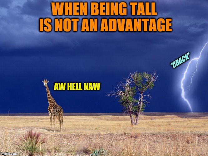 So I guess I'm safe. |  WHEN BEING TALL IS NOT AN ADVANTAGE; *CRACK*; AW HELL NAW | image tagged in memes,giraffe,lightning,hell no,tall people | made w/ Imgflip meme maker