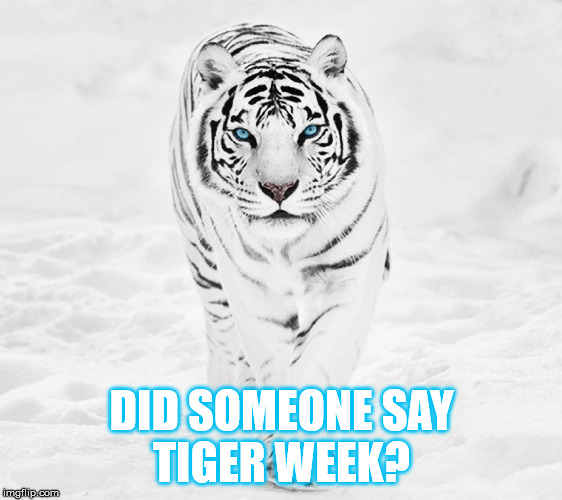 DID SOMEONE SAY TIGER WEEK? | made w/ Imgflip meme maker