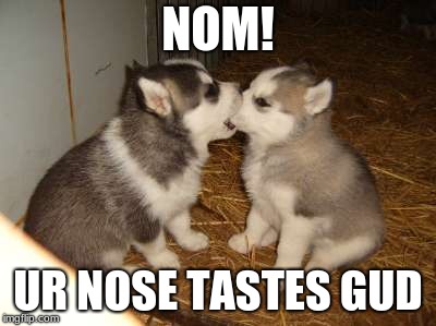 Cute Puppies | NOM! UR NOSE TASTES GUD | image tagged in memes,cute puppies | made w/ Imgflip meme maker