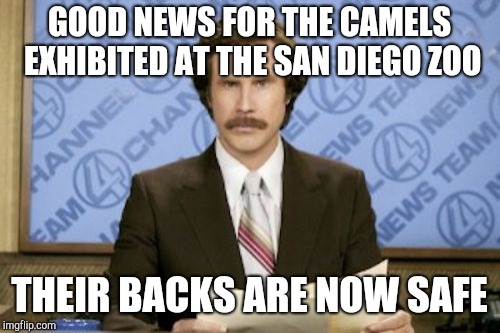 Stepping on a crack still puts your mother at risk | GOOD NEWS FOR THE CAMELS EXHIBITED AT THE SAN DIEGO ZOO; THEIR BACKS ARE NOW SAFE | image tagged in memes,ron burgundy,california,straws,plastic | made w/ Imgflip meme maker