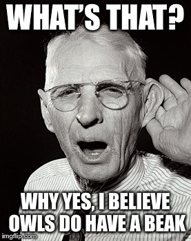 Deaf man says... | WHAT’S THAT? WHY YES, I BELIEVE OWLS DO HAVE A BEAK | image tagged in deaf man says | made w/ Imgflip meme maker