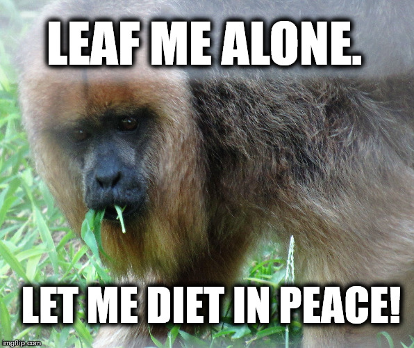 salad eating monkey | LEAF ME ALONE. LET ME DIET IN PEACE! | image tagged in salad eating monkey,diet,dieting,vegan,vegetarian | made w/ Imgflip meme maker