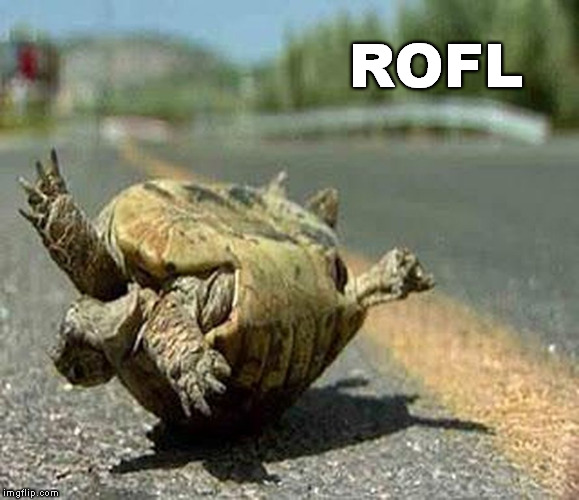 turning turtle ROFL | ROFL | image tagged in turning turtle rofl | made w/ Imgflip meme maker