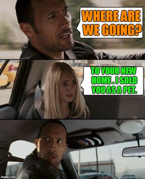The Rock Driving Meme | WHERE ARE WE GOING? TO YOUR NEW HOME . I SOLD YOU AS A PET. | image tagged in memes,the rock driving | made w/ Imgflip meme maker