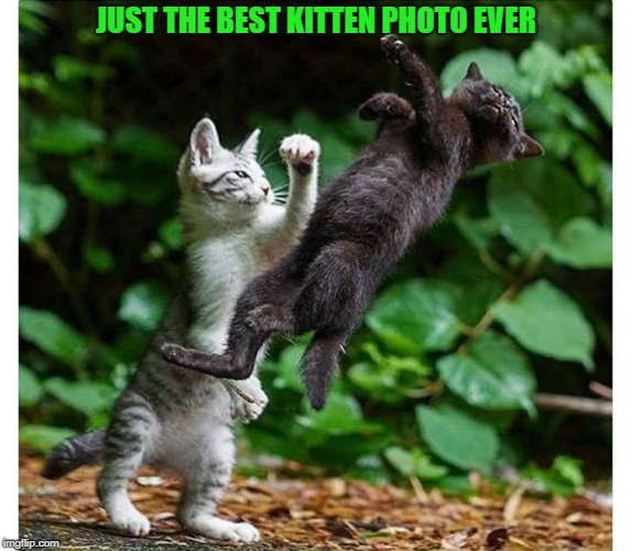 best kitten photo ever | JUST THE BEST KITTEN PHOTO EVER | image tagged in kittens,fighting,cute | made w/ Imgflip meme maker