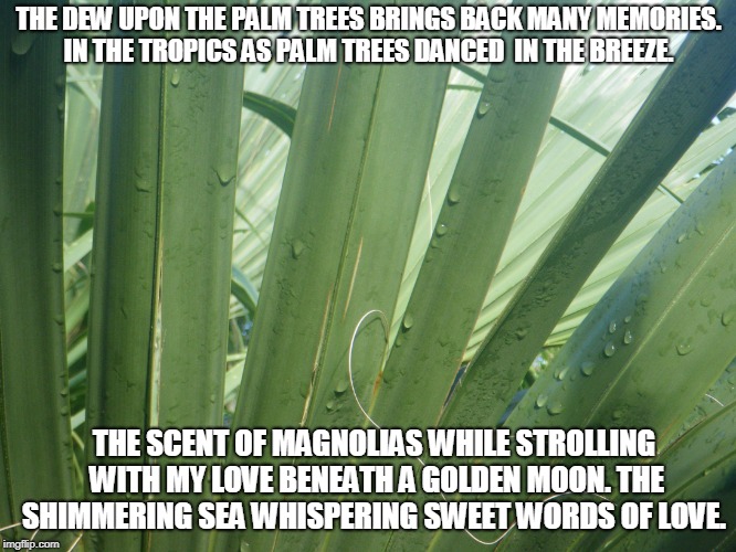 Palm Leaf Dew | THE DEW UPON THE PALM TREES BRINGS BACK MANY MEMORIES. IN THE TROPICS AS PALM TREES DANCED  IN THE BREEZE. THE SCENT OF MAGNOLIAS WHILE STROLLING WITH MY LOVE BENEATH A GOLDEN MOON. THE SHIMMERING SEA WHISPERING SWEET WORDS OF LOVE. | image tagged in palms,magnolias,love,the moon | made w/ Imgflip meme maker