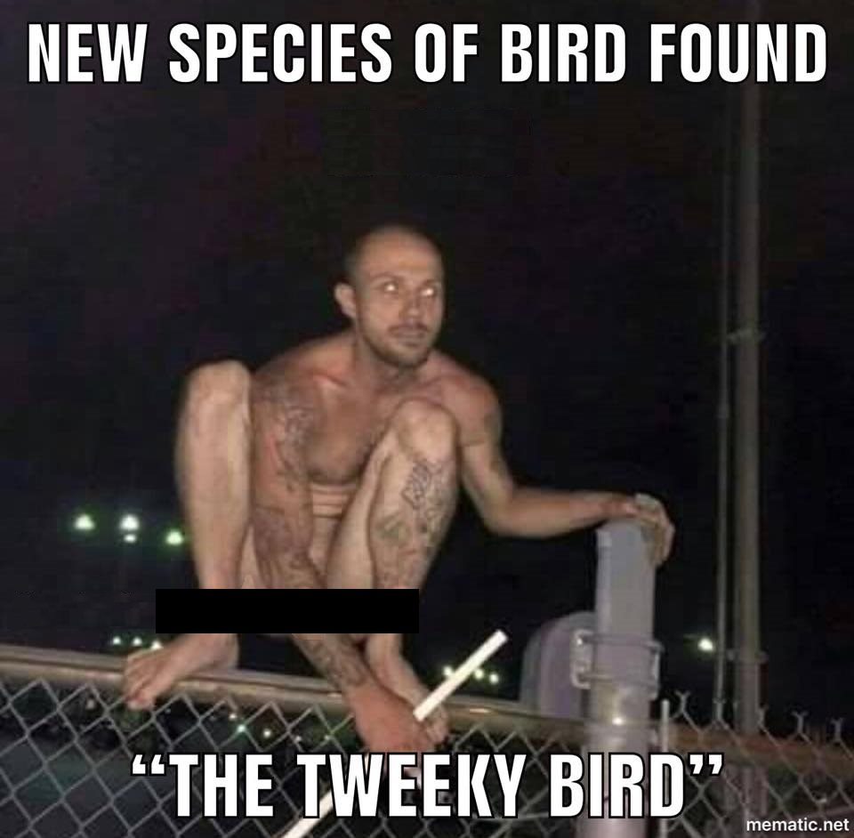 High Quality Tweeky bird Blank Meme Template