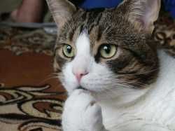 Ponder cat | image tagged in ponder cat | made w/ Imgflip meme maker