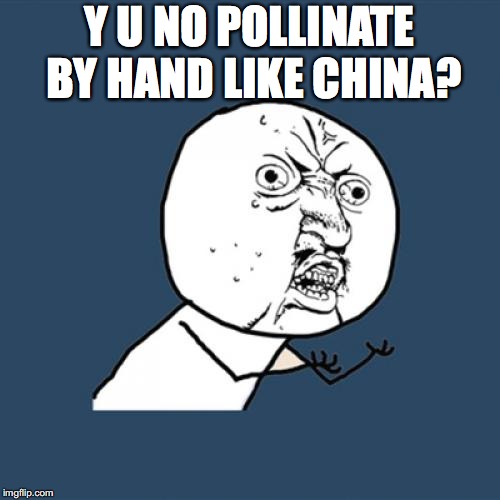 Y U No Meme | Y U NO POLLINATE BY HAND LIKE CHINA? | image tagged in memes,y u no | made w/ Imgflip meme maker