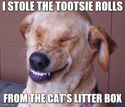 Those aren't Tootsie Rolls …  | I STOLE THE TOOTSIE ROLLS; FROM THE CAT'S LITTER BOX | image tagged in memes,dogs,funny dogs,cats,funny cats | made w/ Imgflip meme maker