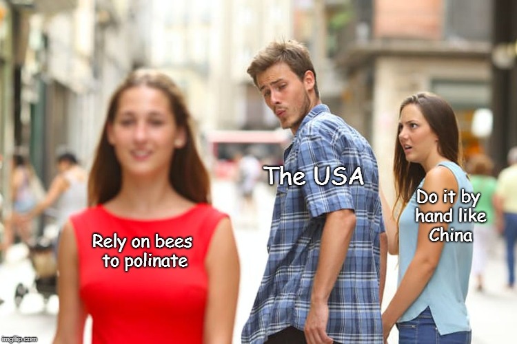 Distracted Boyfriend Meme | Rely on bees to polinate The USA Do it by hand like China | image tagged in memes,distracted boyfriend | made w/ Imgflip meme maker