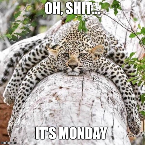OH, SHIT... IT'S MONDAY | image tagged in memes | made w/ Imgflip meme maker