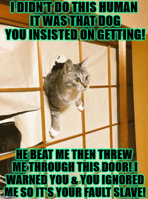 I DIDN'T DO THIS HUMAN IT WAS THAT DOG YOU INSISTED ON GETTING! HE BEAT ME THEN THREW ME THROUGH THIS DOOR! I WARNED YOU & YOU IGNORED ME SO IT'S YOUR FAULT SLAVE! | image tagged in lying piece of crap | made w/ Imgflip meme maker