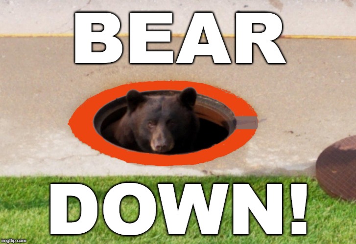 BEAR; DOWN! | image tagged in bear down,chicago bears,bears,bear,go bears | made w/ Imgflip meme maker