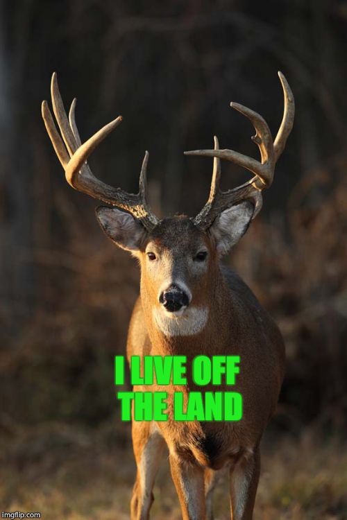 Whitetail | I LIVE OFF THE LAND | image tagged in whitetail | made w/ Imgflip meme maker