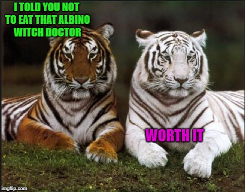 Tiger Week Jul 29 - Aug 5, A TigerLegend1046 event | I TOLD YOU NOT TO EAT THAT ALBINO WITCH DOCTOR; WORTH IT | image tagged in two tigers,memes,tigers,funny,cats,animals | made w/ Imgflip meme maker