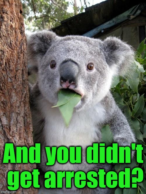 Surprised Koala Meme | And you didn't get arrested? | image tagged in memes,surprised koala | made w/ Imgflip meme maker