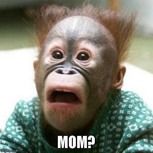 Shocked Monkey | MOM? | image tagged in shocked monkey | made w/ Imgflip meme maker
