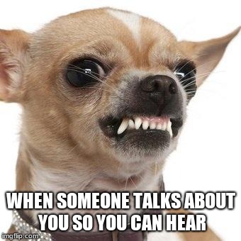 Angry chihuahua  |  WHEN SOMEONE TALKS ABOUT YOU SO YOU CAN HEAR | image tagged in angry chihuahua | made w/ Imgflip meme maker