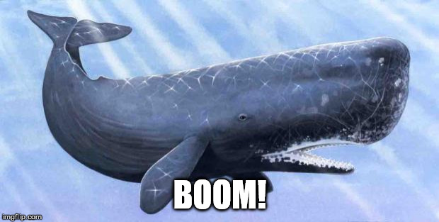 sperm whale | BOOM! | image tagged in sperm whale | made w/ Imgflip meme maker