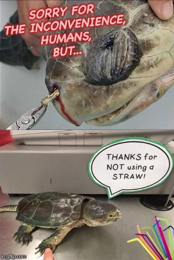 imgstraw | SORRY FOR THE INCONVENIENCE, HUMANS, BUT... | image tagged in plastic straws,environment,sea turtles,social justice warriors,california,internet trolls | made w/ Imgflip meme maker
