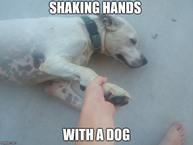 SHAKING HANDS; WITH A DOG | made w/ Imgflip meme maker