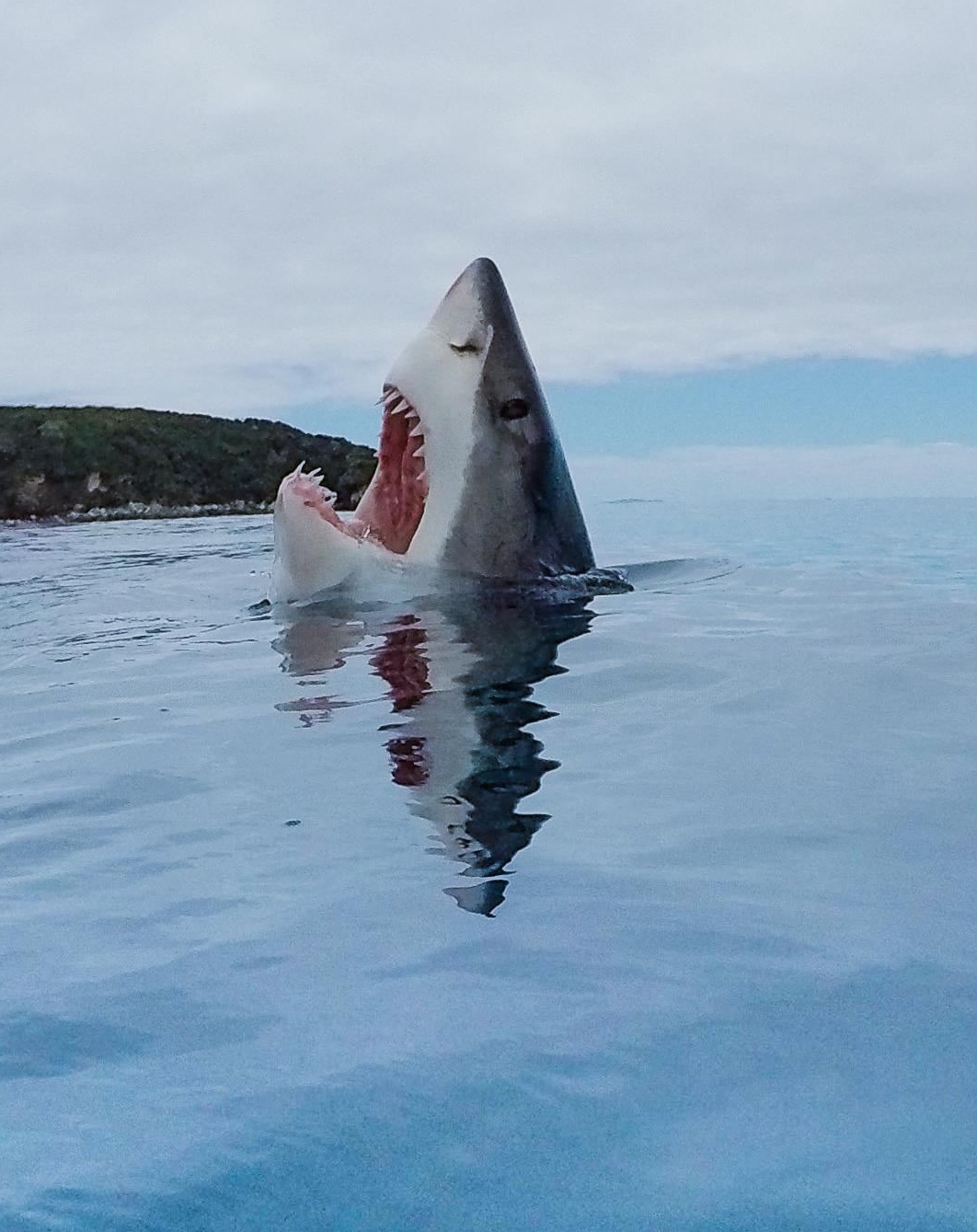 Rare image of a shark stepping on a Lego Blank Meme Template