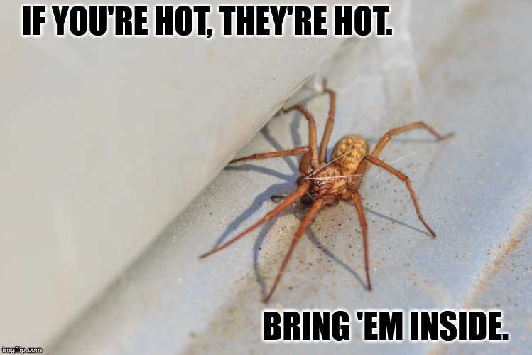 Hobos need a home too. | IF YOU'RE HOT, THEY'RE HOT. BRING 'EM INSIDE. | image tagged in hobo,spider,hot weather | made w/ Imgflip meme maker