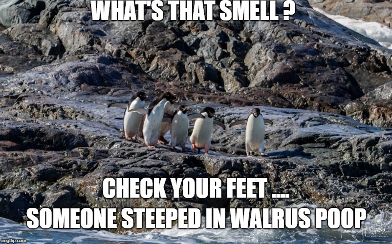 WHAT'S THAT SMELL ? CHECK YOUR FEET .... SOMEONE STEEPED IN WALRUS POOP | made w/ Imgflip meme maker