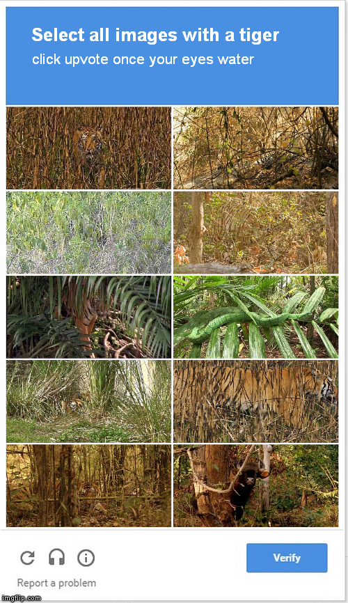 Tiger Week Jul 29 - Aug 5, A TigerLegend1046 event |  Select all images with a tiger; click upvote once your eyes water | image tagged in memes,tiger week 2018,tiger week,captcha | made w/ Imgflip meme maker
