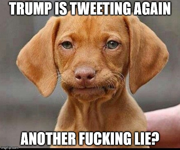 Trump is lying on Twitter. Again. How many times a day now?  | TRUMP IS TWEETING AGAIN; ANOTHER FUCKING LIE? | image tagged in skeptical dog,donald trump,trump,trump twitter,trump tweet | made w/ Imgflip meme maker