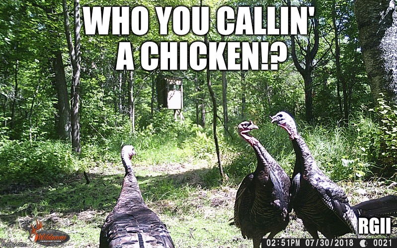 WHO YOU CALLIN' A CHICKEN!? RGII | image tagged in chicken turkey | made w/ Imgflip meme maker