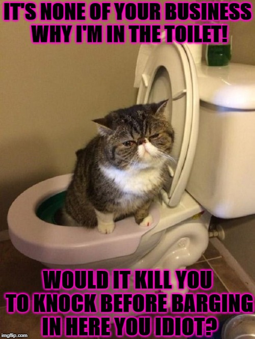 IT'S NONE OF YOUR BUSINESS WHY I'M IN THE TOILET! WOULD IT KILL YOU TO KNOCK BEFORE BARGING IN HERE YOU IDIOT? | image tagged in toilet kitty | made w/ Imgflip meme maker